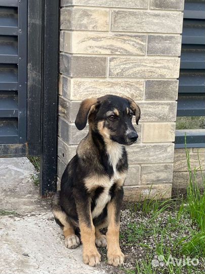 Щенки бесплатно в добрые ручки