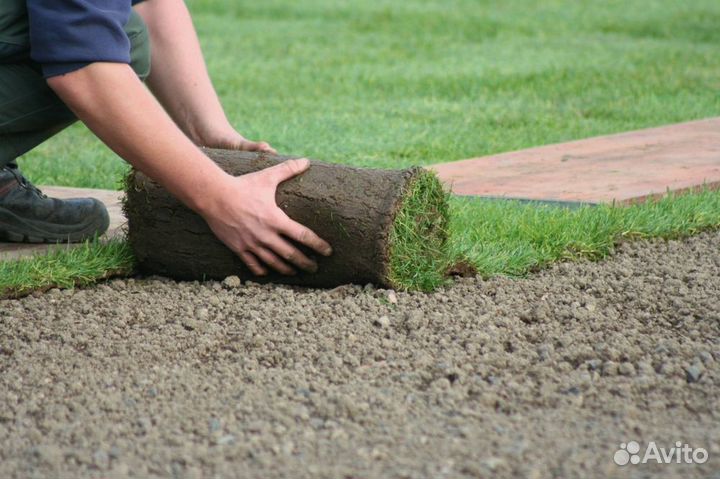 Укладка рулонного газона эконом