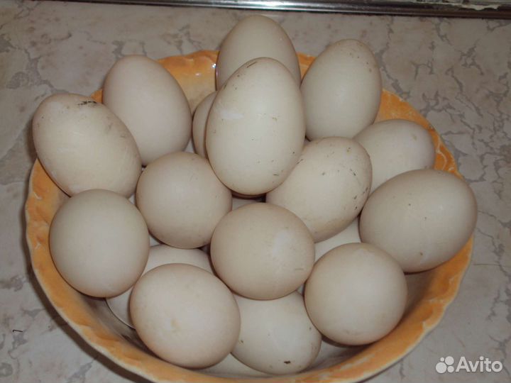 Утиные яйца