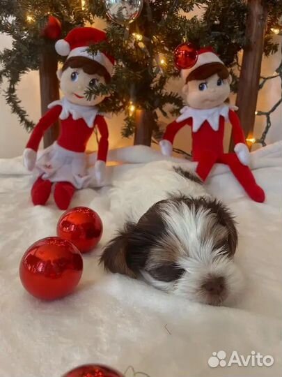 Мальчики и Девочки