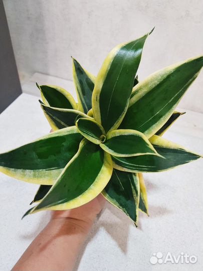 Сансевиерия Блэк Стар