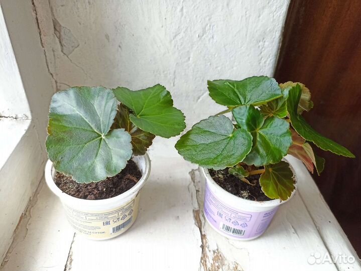 Бегония элатиор оранжевая