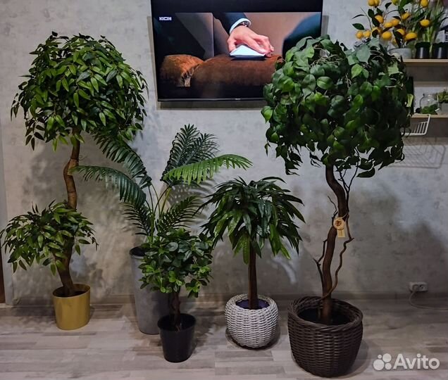 Искусственное дерево манго шефлера