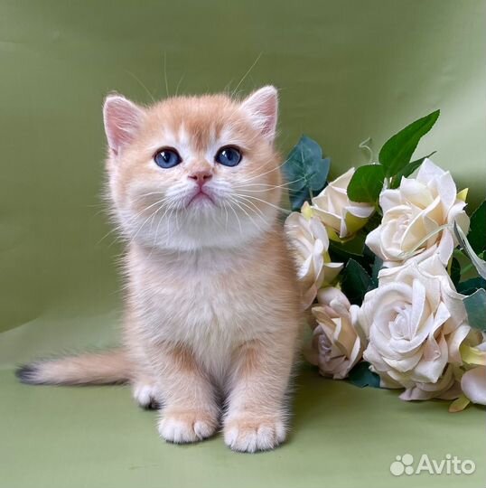 Британские девочки золотой шиншиллы