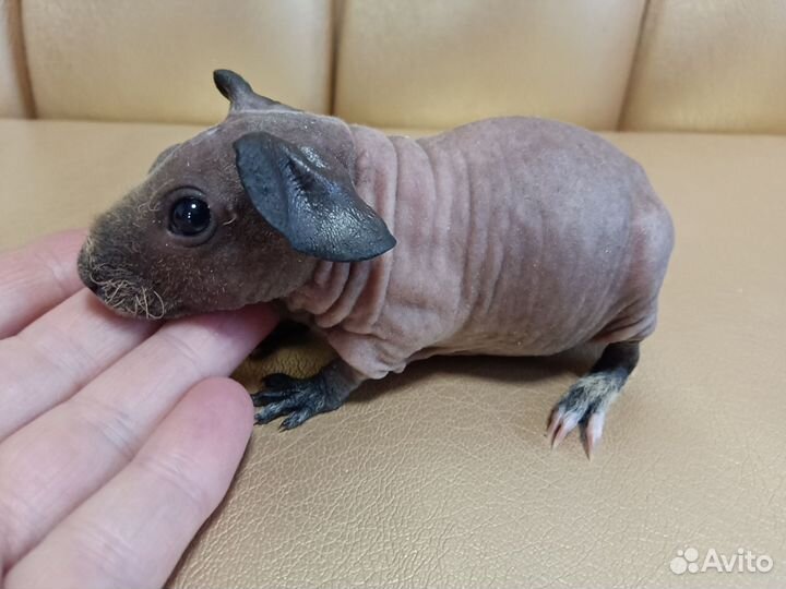 Морские свинки скинни малыши