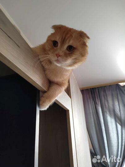 Вязка шотландский вислоухий кот