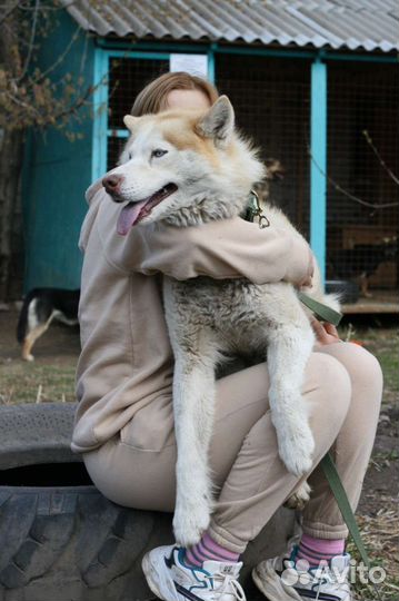 Сибирский хаски