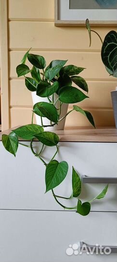 Сциндапсус (эпипремнум)