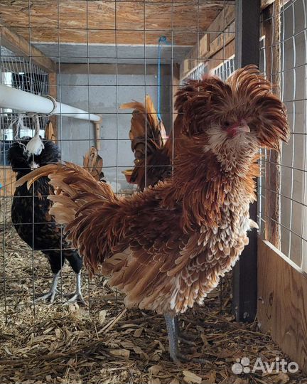 Брама палево-голубая. Яйцо, цыплята