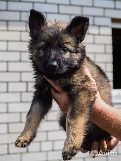 Щенки немецкой овчарки рабочего разведения