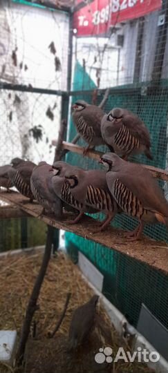 Инкубационное яйцо Кеклика и Румынского фазана