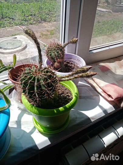 Кактус цветущий