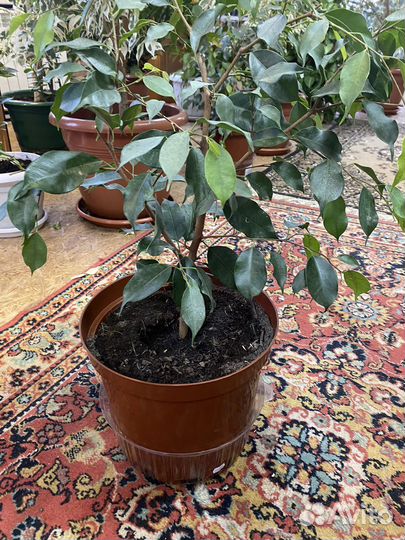 Фикус бенджамина