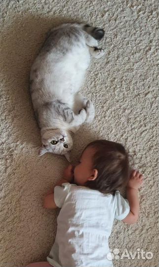 Отдам в добрые руки кошечку