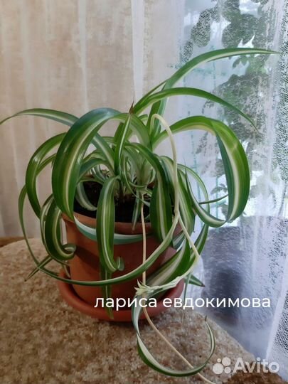 Комнатные растения