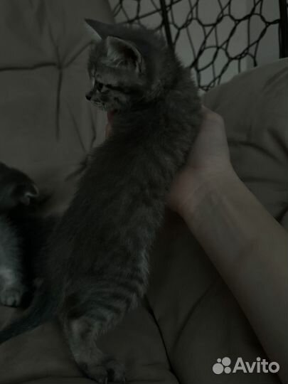 Шотладские котята