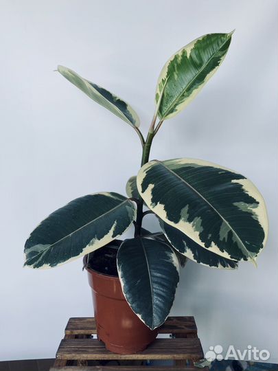 Фикус эластика тинеке