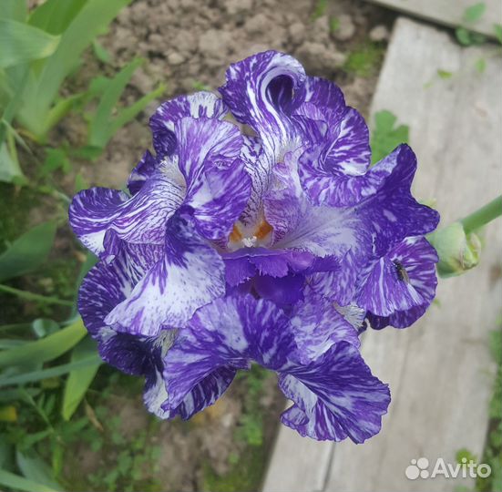 Ирисы цветы
