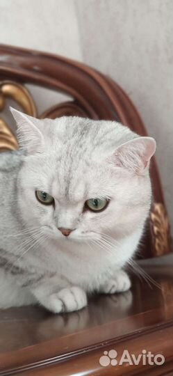 Вязка, кот серебристая шиншилла