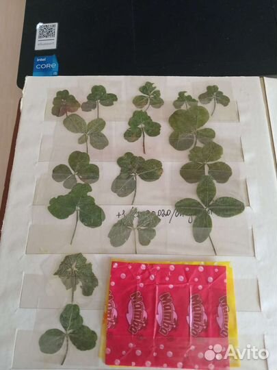 Клевер четырехлистный, пятилистный, шестилистный