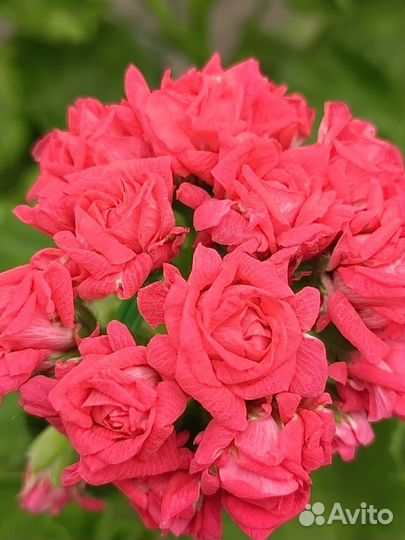 Пеларгонии сортовые