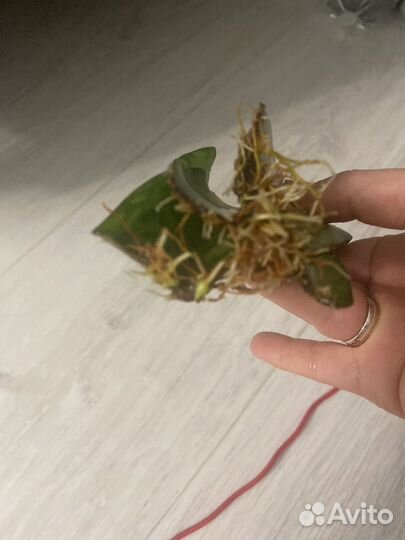 Сансевиерия