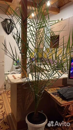 Финиковая пальма