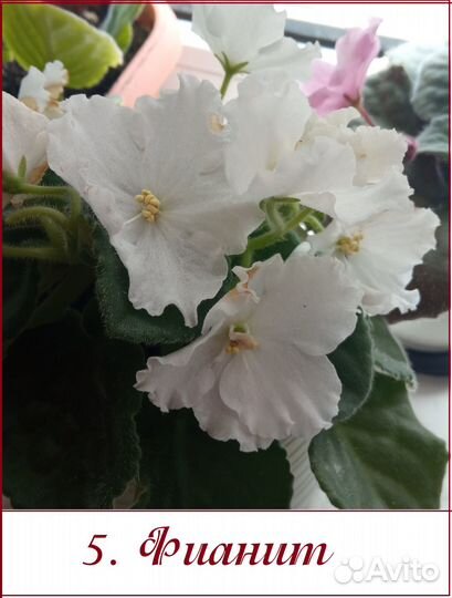 Фиалки разные сорта