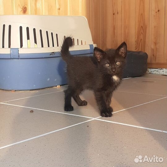 Котята малыши