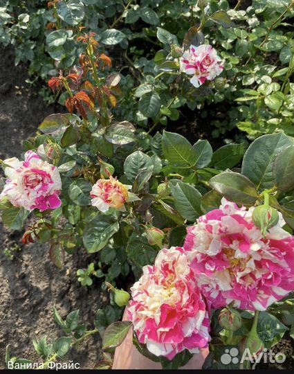 Розы Вьющиеся