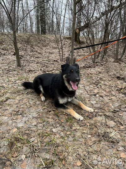 Собака в добрые руки отдам бесплатно