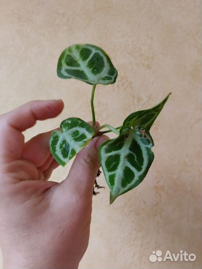 Антуриум кларинервиум сильвер