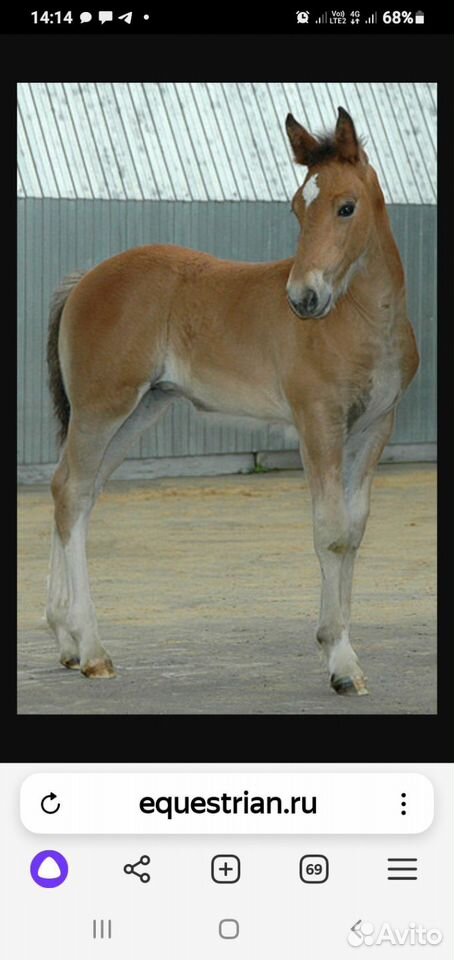Жеребёнок породы орловский рысак. Жеребенок орловской породы. Жеребёнок породы орловский рысак. Орловский рысак жеребёнок. Лошадь владимирский тяжеловоз жеребята.