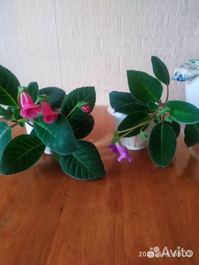 Комнатные цветы