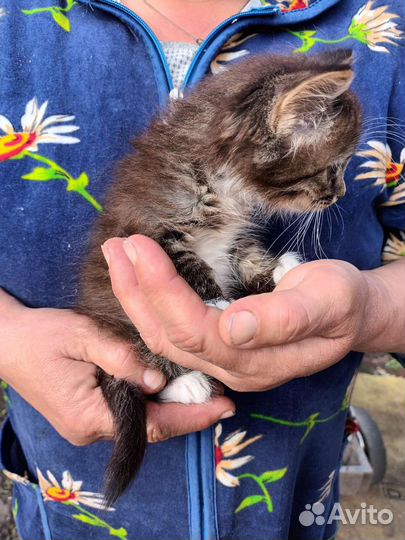 Котята мальчики в добрые руки