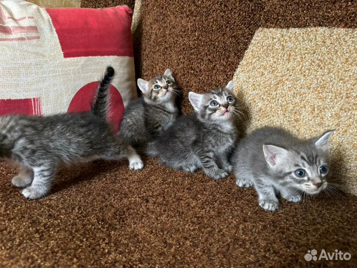 Котята в добрые руки даром