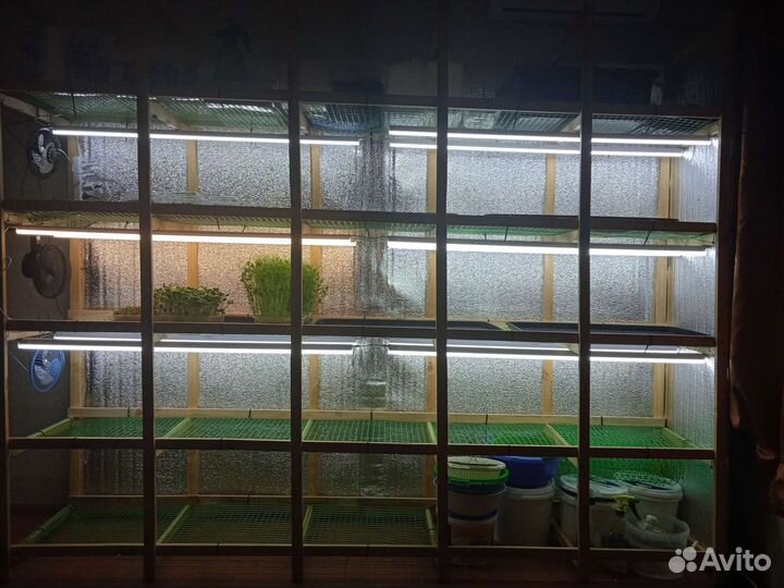 Стеллаж микрозелень гидропоника