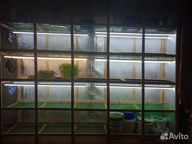 Стеллаж микрозелень гидропоника