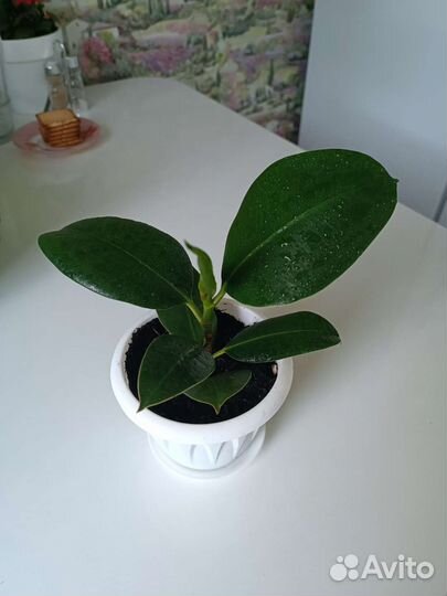 Фикусы разные сорта