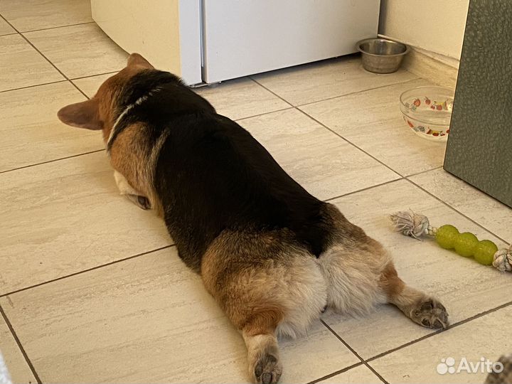 Передержка собак, кошек и других животных