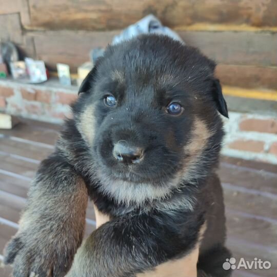 Щенки немецкой овчарки