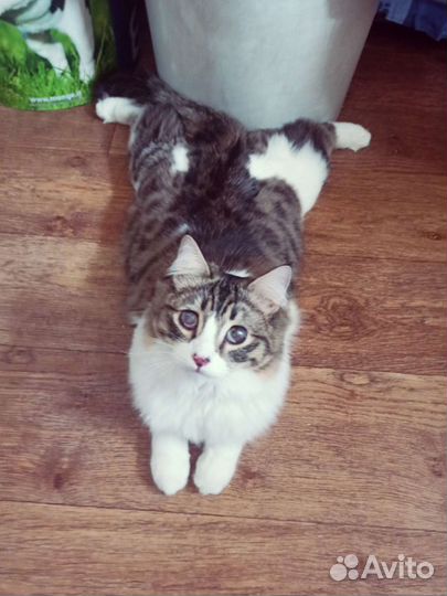 Необычный котик