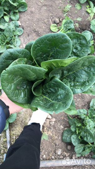 Шпинат свежий зелень