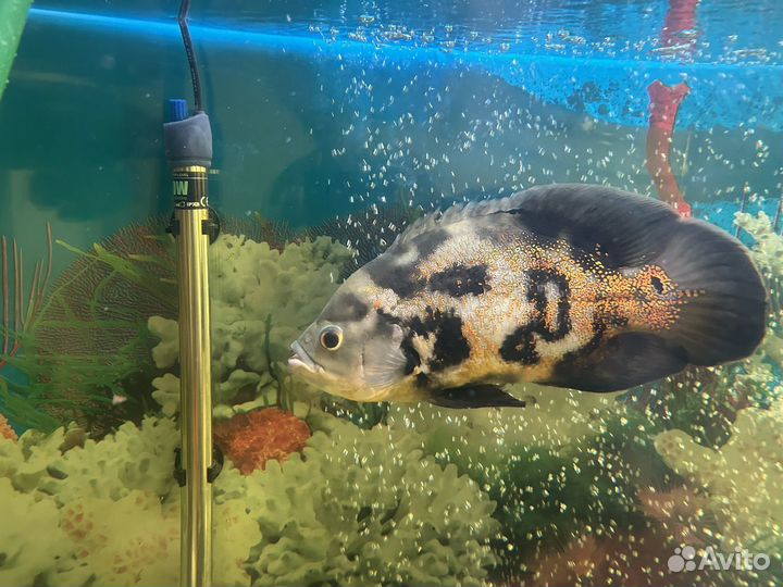 Рыбка астронотус