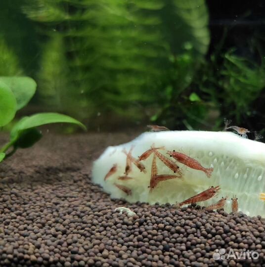 Креветки вишни