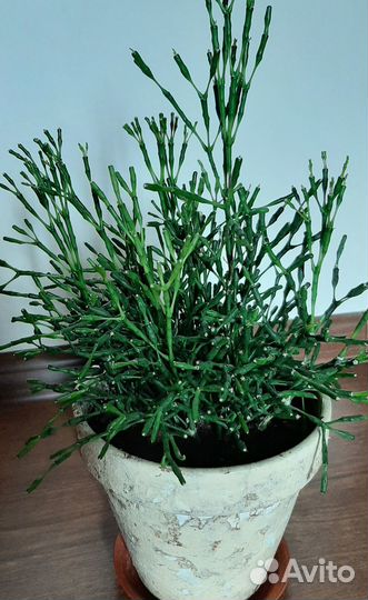 Хатиора плектрантус толстянка