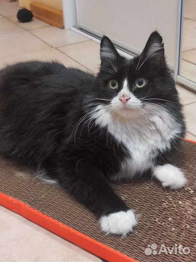 Норвежская лесная кошка