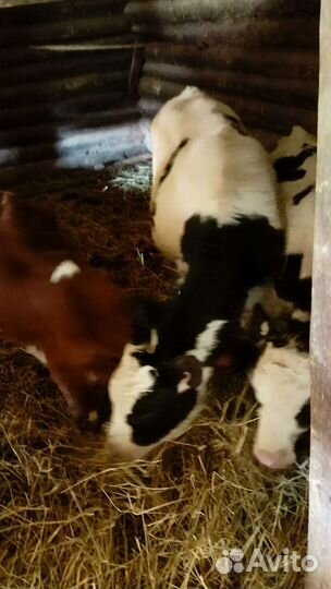 Телята бычки