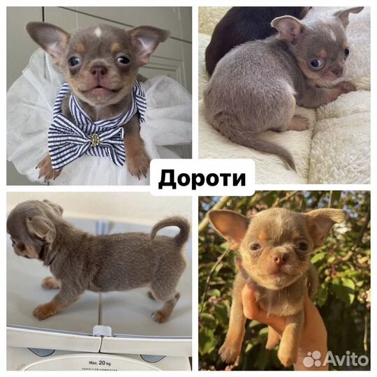 Девочки чихуахуа из питомника
