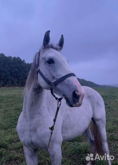 Конные прогулки